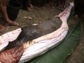 Snake Eats Pig Alive