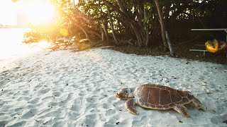 The Outsiders Club: Sea Turtle Nests at JDM Beach State Park