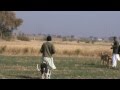 Khargosh ka Shikar / Greyhound Dog Racing Vs Rabbit