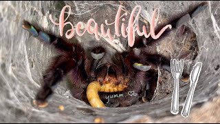 Feeding My Beautiful Tarantulas