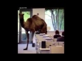 Funny Animals Compilation 2014 - HD - 1080p ✔