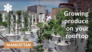 Soil-less sky farming: rooftop hydroponics on NYC restaurant