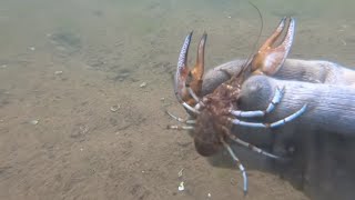 Watch Crawdad War video