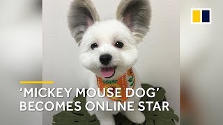 Adorable Japanese dog becomes an online star thanks to his ‘Mickey Mouse ears’
