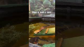 Je Nourris Mon Caïman
