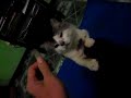 Kucing Makan Manusia images Kucing Makan Manusia