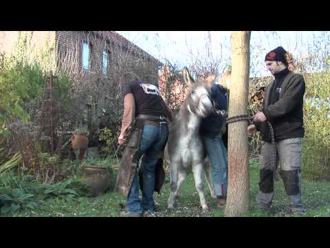 Farrier at work: 2 horses, shetland pony, donkey, big horse and a ... Farrier at work: 2 horses, shetland pony, donkey, big horse and a ...