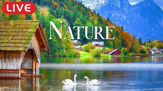 🔴 Relaxing Music Heals The Soul 🌿 Piano Melodies With Morning Nature Help Rejuvenate The Body
