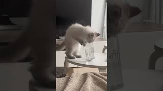 Son Tiktok Cecemimi Abonnez Vous A Elle Svp