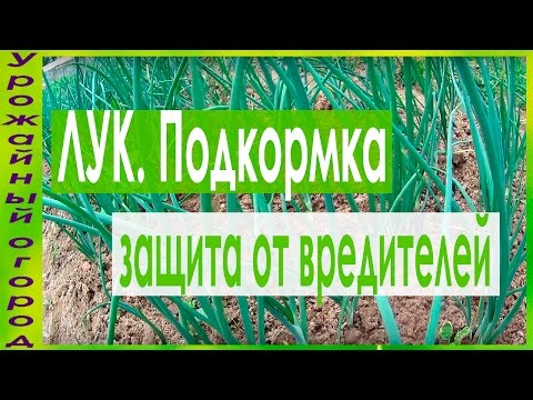 Укроп : как правильно сажать в открытый грунт семенами чтобы быстро взошел Укроп : сорта, посадка и уход за укропом