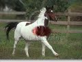 The American Paint Horse