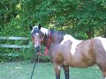 The American Paint Horse