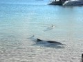 Dolphins - Monkey Mia