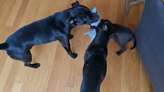 Tug Of War Three Patterale Terriers. Adult Male Female & Pup Black Fell Dogs Rough Playing