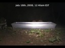 More Coony kit fun! [Camera Project 2.1/Raccoons!]
