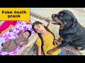 Fake death prank in front of my dog||cute dog videos.