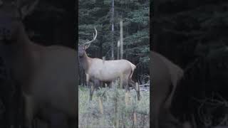 Good Shot or Bad Shot?