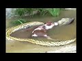 Huge Anaconda Gigante Eats Cow Incredible Impresionante images Huge Anaconda Gigante Eats Cow Incredible Impresionante