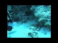 Capturing Lion Fish of Cozumel