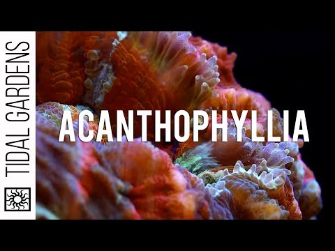 Header of Acanthophyllia