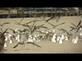 Seagulls: A Flockumentary