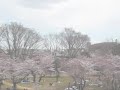 多摩湖から見下ろした狭山公園の桜の上を走る西武線