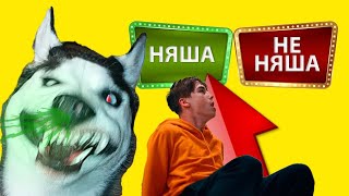 Тест На Няшность И Другие Приколы! (Хаски Бандит) Говорящая Собака