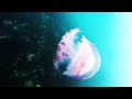 Spearfishing Apollo Bay Spearfishing Apollo Bay