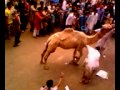 camel qurbani of subhan bhai ka