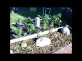 gardening