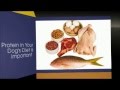 healthy homemade dog food recipes | homemade dog food | homemade dog food recipes for small dogs