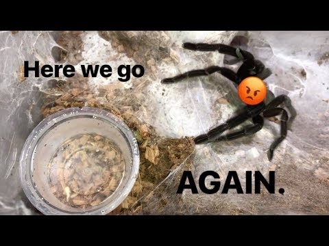 WATERING my TARANTULAS "(Part 4)" !!!