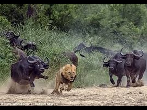 Image result for buffalo running stuff over
