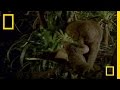 What In the World Is a Kinkajou? | National Geographic