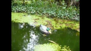 Duck In The Water