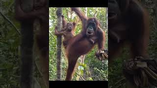 Mother Orangutan In Tree.