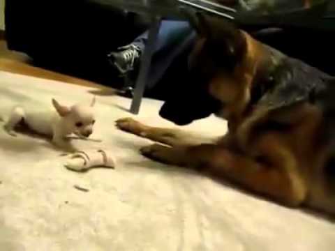VERY FUNNY BABY MAD DOG. LOL