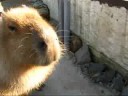 Feeding Huge Adult Capybaras　カピバラ（巨大）にごはんをあげてみる