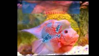 Freshwater Tropical Fish Wholesale Supplier - For Fish and Pet Store Owners