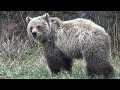 Cautious grizzly bear's first spring after separating from mom.
