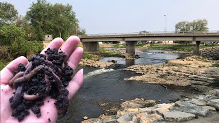 Iowa River Fishing With Night Crawlers