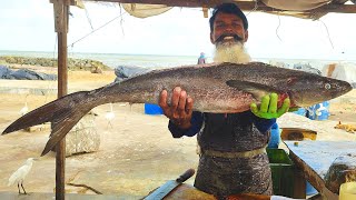 Huge Cobia Fish Cutting Skills | Fish Cutting Skills Sri Lanka