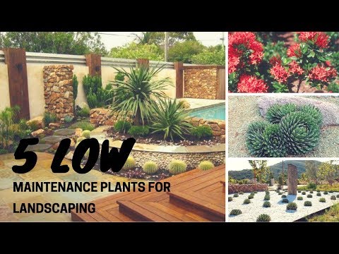 5 Low Maintenance Plants for Landscaping