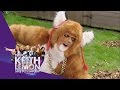 The Urban Fox Gets Caught In Illegal Traps | The Keith Lemon Sketch Show Series 2 Episode 5