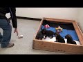 dog training