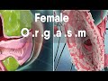 female orgasm | Female anatomy and biology