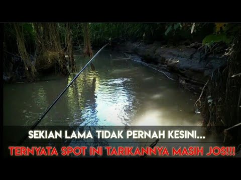 pertama kalinya lagi mancing ke spot ini ternyata masih ada tarikanya yang josss luar biasa mantap!