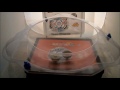 Beyblade Shogun Steel Ronin Dragoon Vs Ninja Salamander images Beyblade Shogun Steel Ronin Dragoon Vs Ninja Salamander