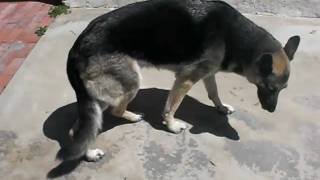 Degenerative Myelopathy Onset In Gsd Degenerative Myelopathy Onset In Gsd