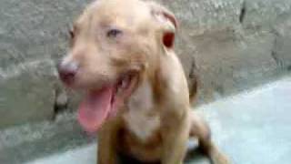Dibo Pitbull Cachorro